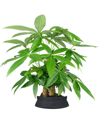Pachira acquatica