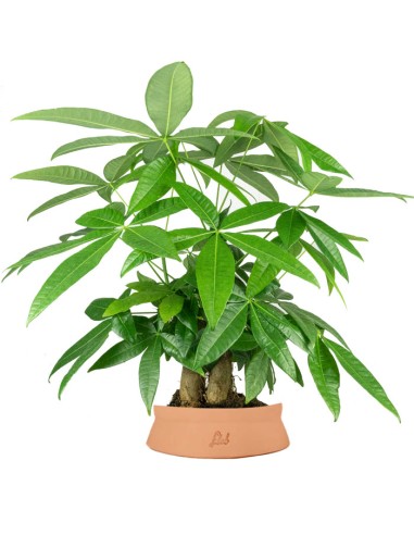 Pachira acquatica