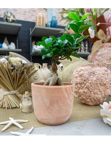 Ficus Ginseng