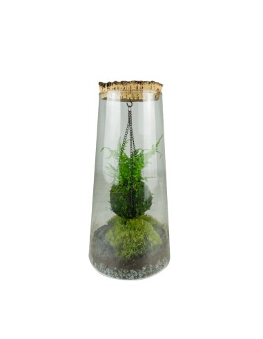 Kokedama in terrario