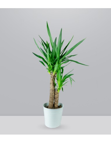 Pianta di Yucca da interno | 80 cm