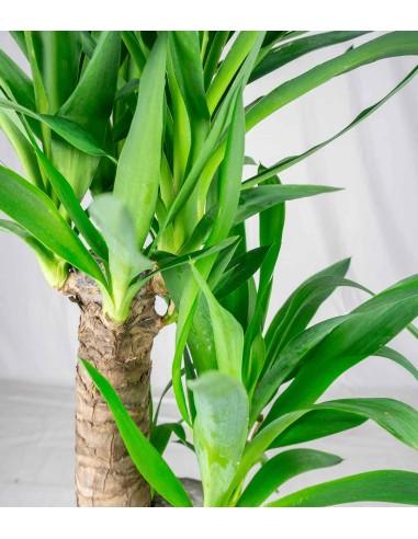 Pianta di Yucca da interno | 80 cm
