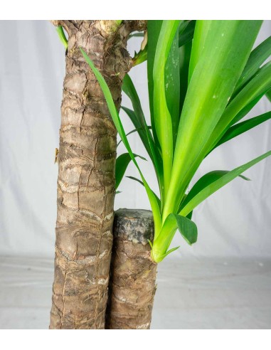Pianta di Yucca da interno | 80 cm
