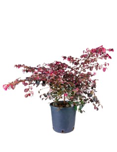 Loropetalum (Loropetalo) –...