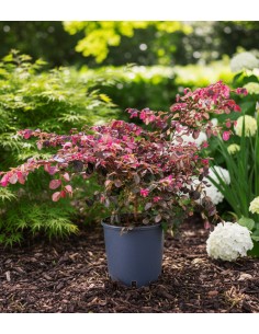 Loropetalum (Loropetalo) –... 2