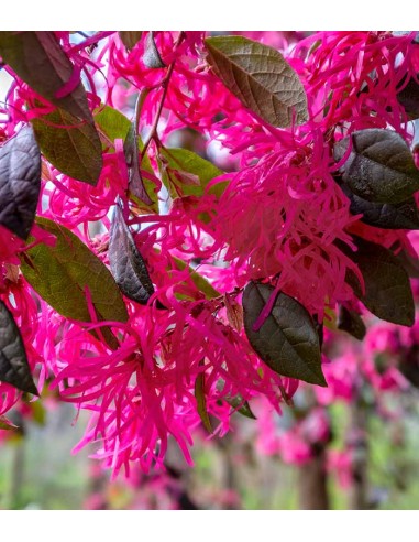Loropetalum (Loropetalo) – Pianta...