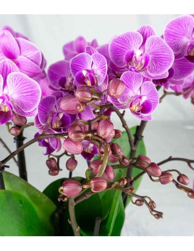 Phalaenopsis Bellissimo