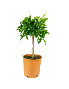 Pianta di Kumquat
