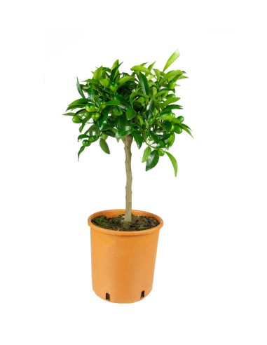 Pianta di Kumquat