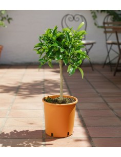 Pianta di Kumquat 2