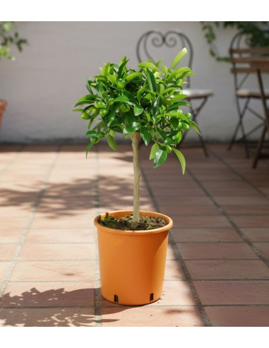 Pianta di Kumquat