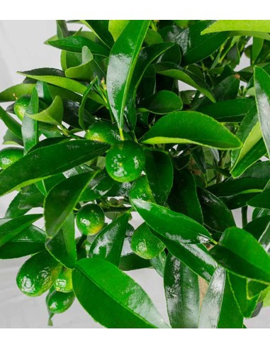 Pianta di Kumquat