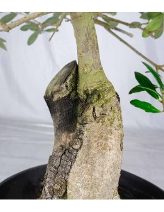 Olivo esemplare 1 | bonsai... 2