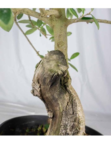 Olivo esemplare 1 | bonsai 12 anni