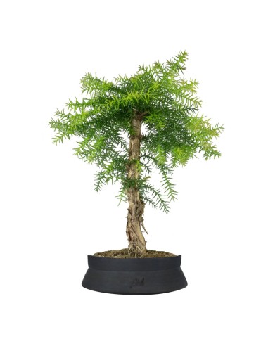 Araucaria
