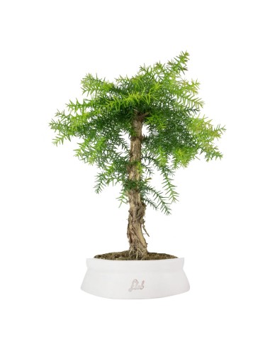 Araucaria