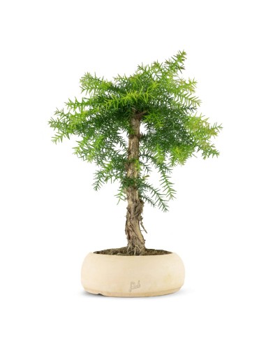 Araucaria
