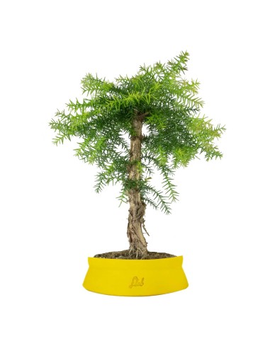 Araucaria