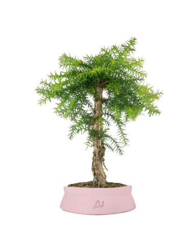 Araucaria