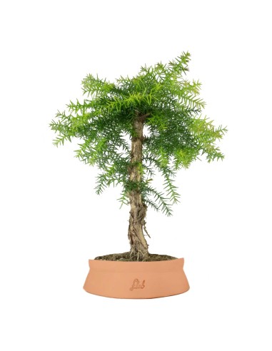 Araucaria