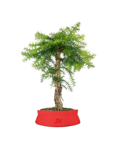 Araucaria