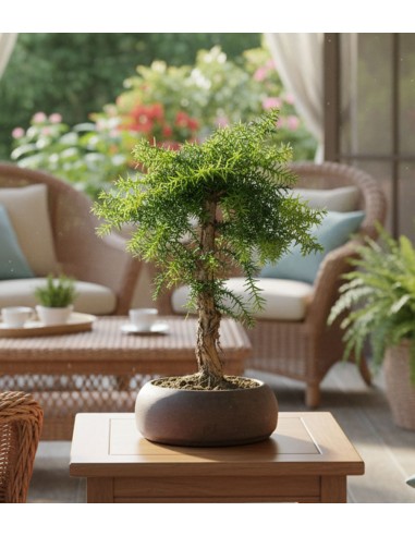 Araucaria
