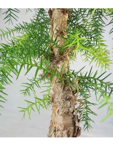 Araucaria
