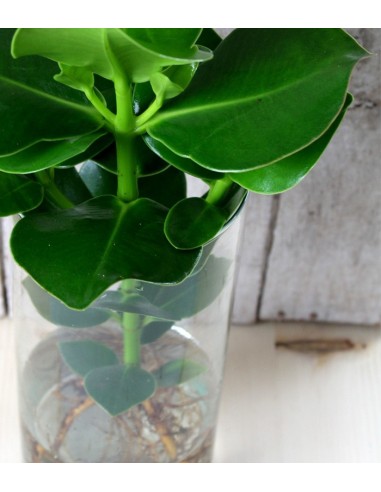 Clusia Princess Idroponica