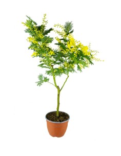 Pianta di mimosa ad...
