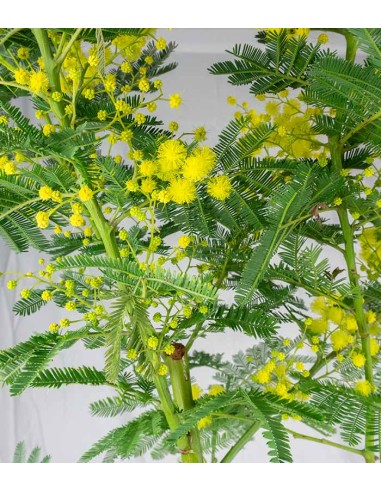 Pianta di mimosa ad alberello | 80 cm