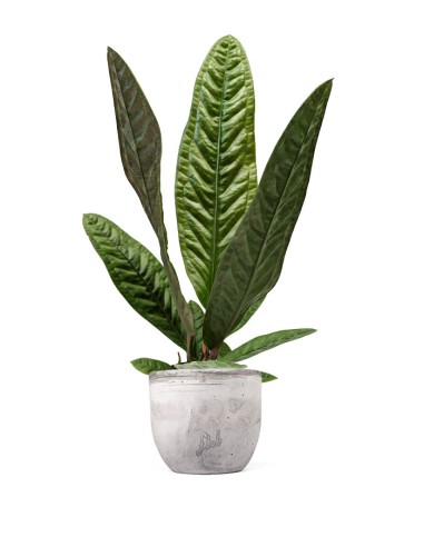 Anthurium Superbum | 50 cm