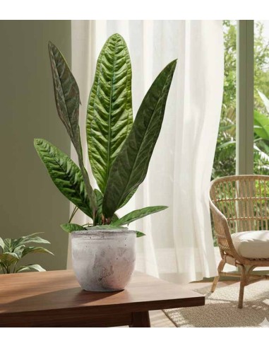 Anthurium Superbum | 50 cm