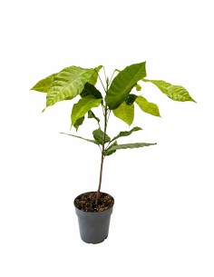 Pianta di Cacao Theobroma