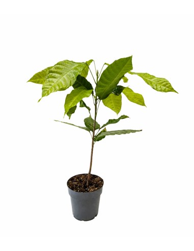 Pianta di Cacao Theobroma | 50 cm