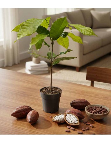 Pianta di Cacao Theobroma | 50 cm