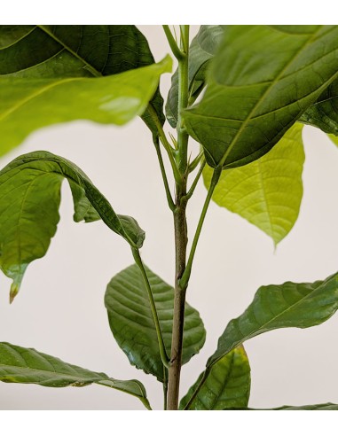 Pianta di Cacao Theobroma | 50 cm