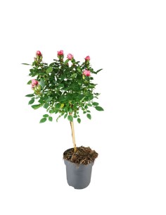 Rosa ad Alberello | Rosa o...