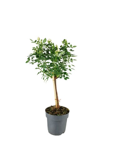 Rosa ad alberello - Pianta...