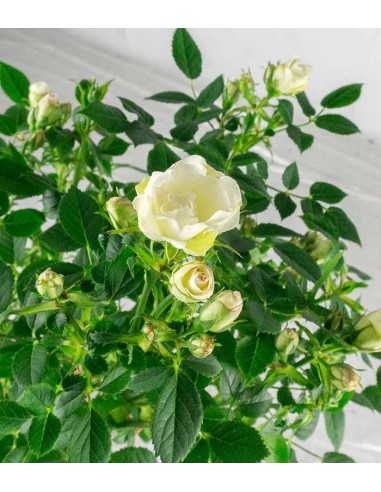 Rosa ad Alberello | Rosa o Bianca H...