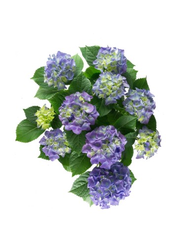 Ortensia