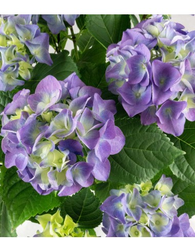 Ortensia