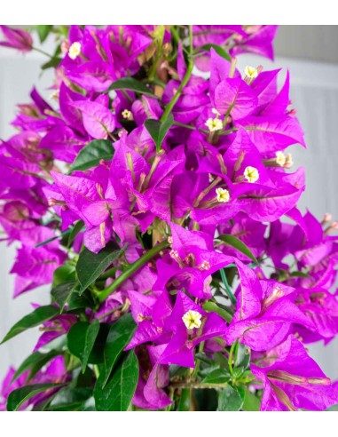 Bougainvillea glabra
