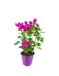 Bougainvillea a spalliera...