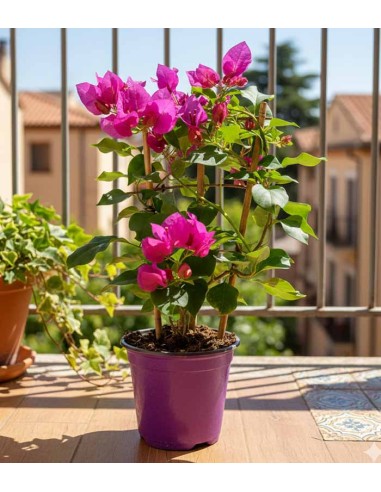 Bougainvillea a spalliera in vaso - Ø...