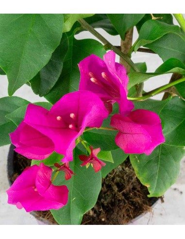 Bougainvillea a spalliera in vaso - Ø...