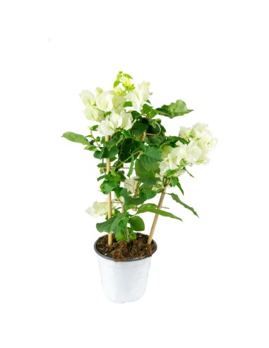 Bougainvillea a spalliera in vaso - Ø...