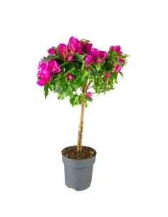 Bougainvillea Alberello |...