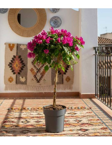 Bougainvillea Alberello | 80 cm