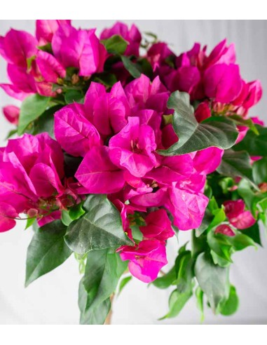 Bougainvillea Alberello | 110 cm