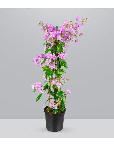 Bougainvillea colorate